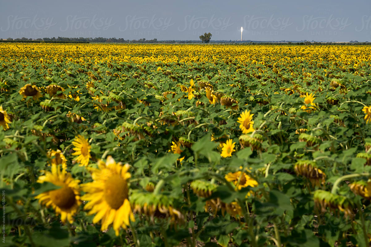 Sunflower field & solar power plant, Europe - green energy transition
