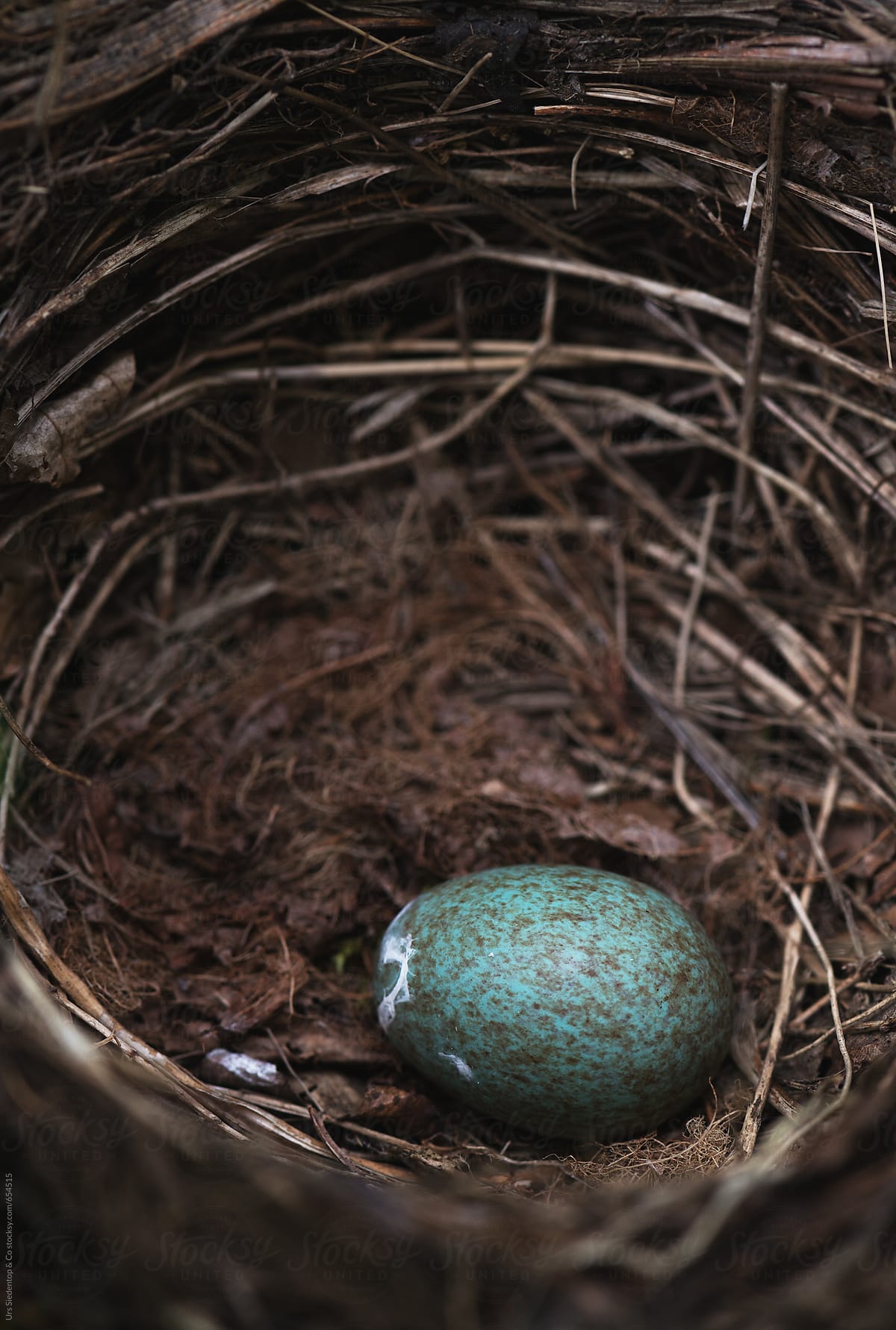 Blackbird egg in nest