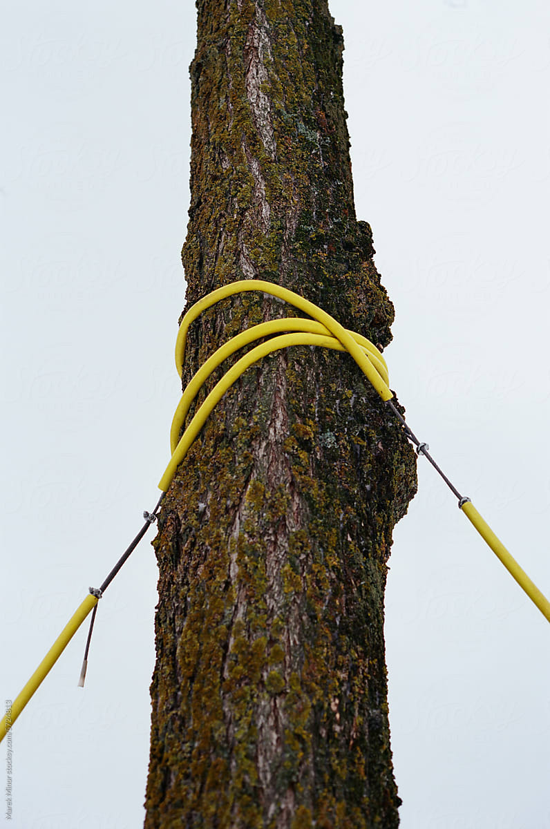 Tree trunk guyed and supported with a yellow tree support cable