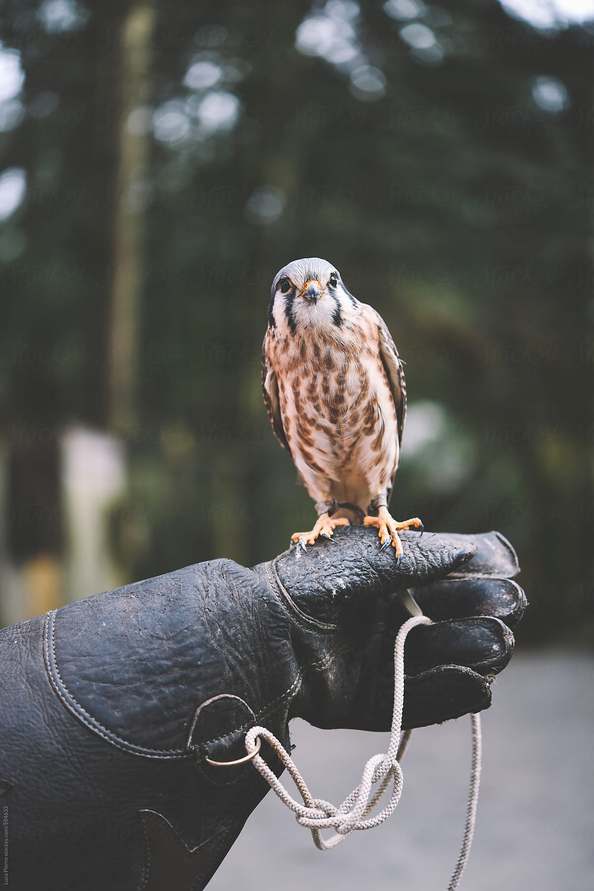 North American Kestrel used for falconry