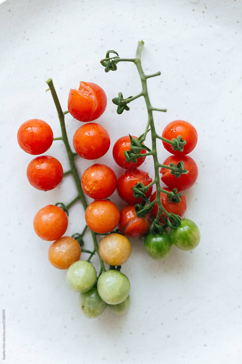 Colourful cherry tomatoes on the vine