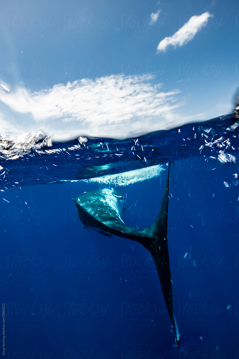 A humpback whale tail half underwater