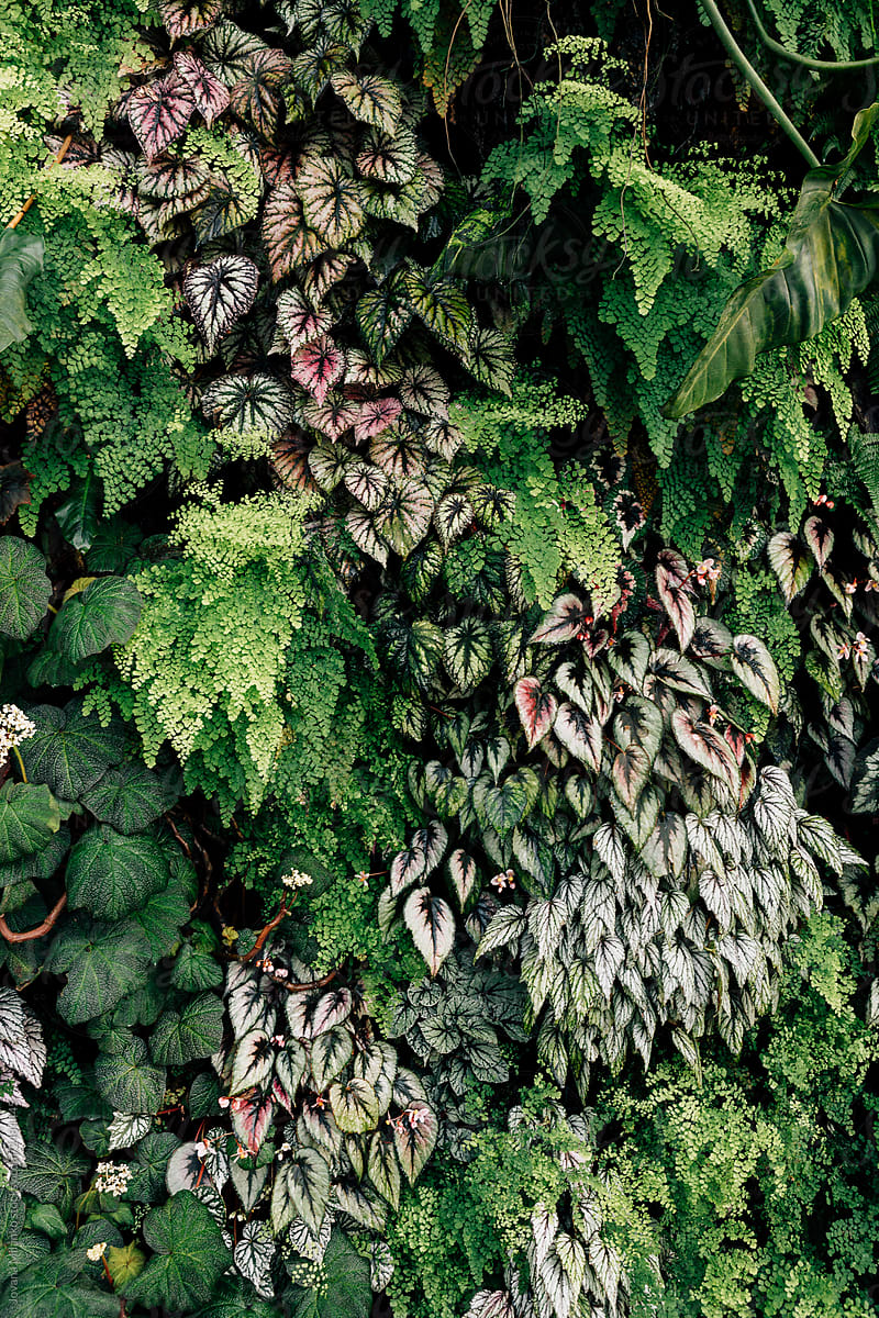 Green plant leaf Background