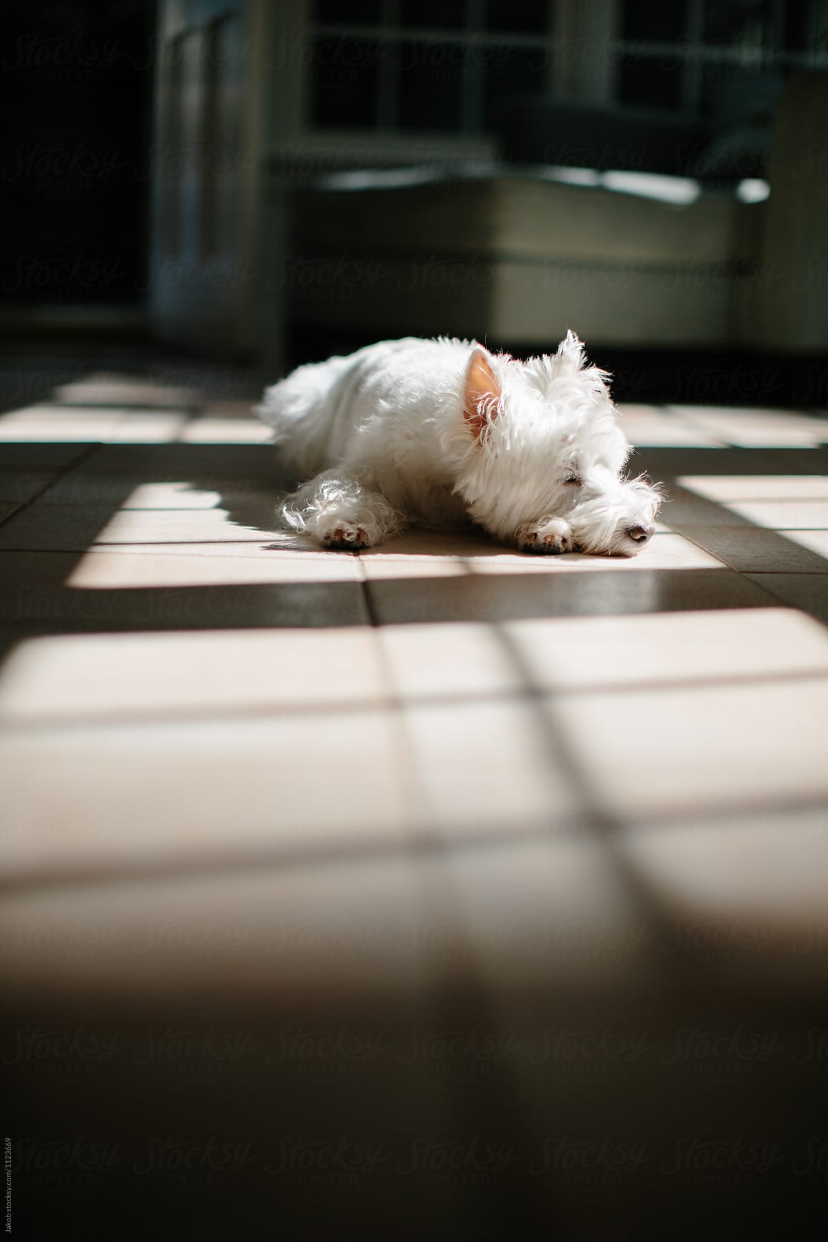 Cute white dog lying on kitchen floor among shadows from the sun