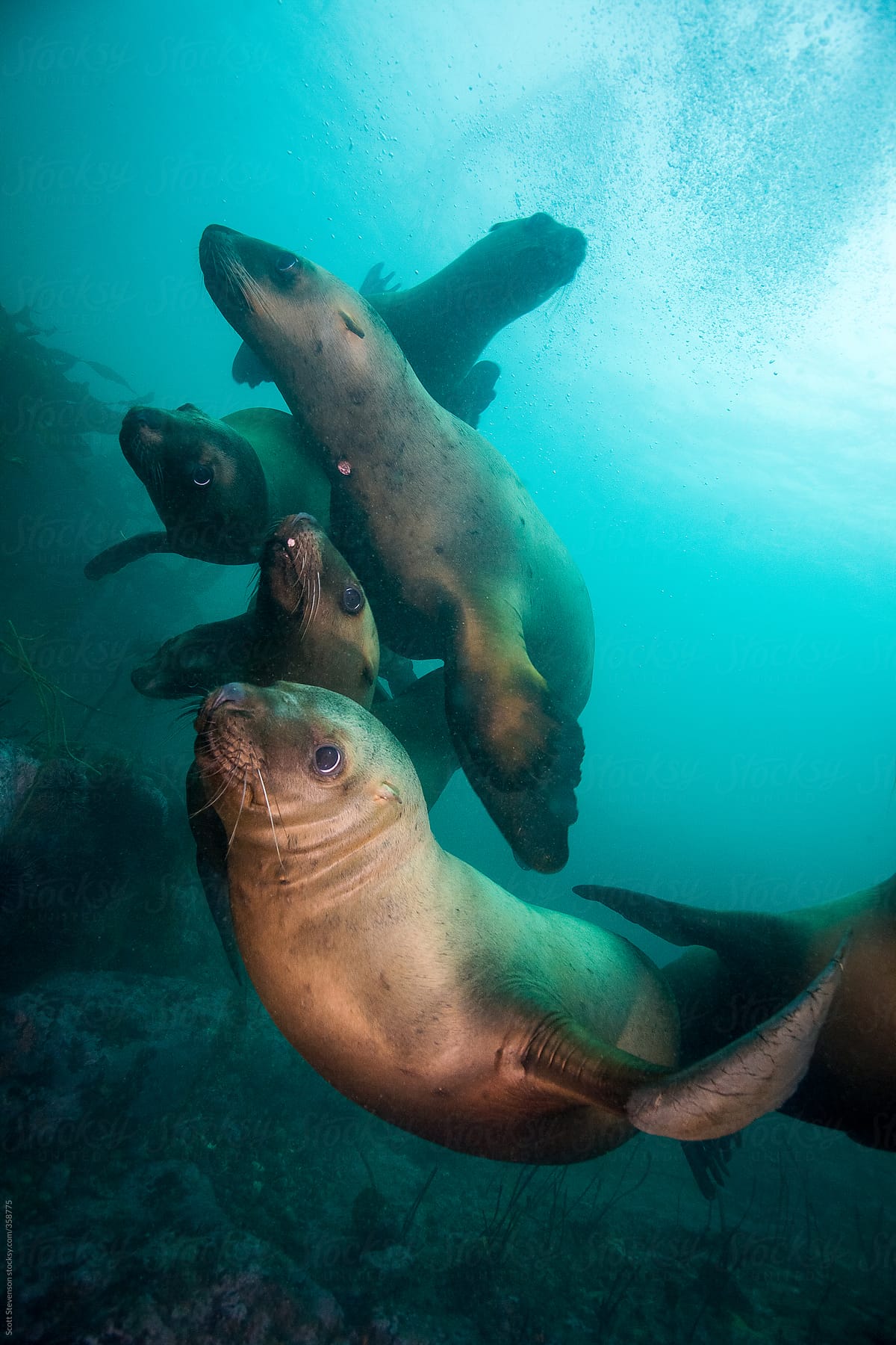 Swimming juvenile Steller Sea lions