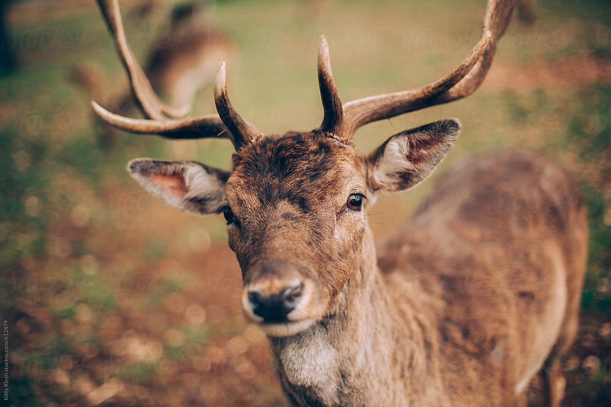 A curious wild stag