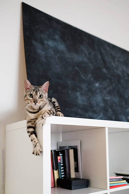 cat bengal sits on a bookshelf and looks at the camera