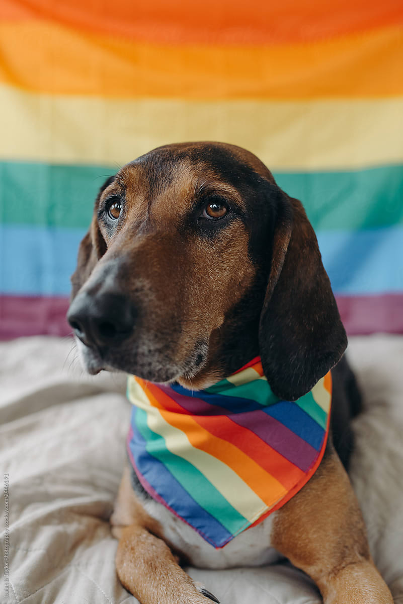 Dog with bandana and rainbow flag