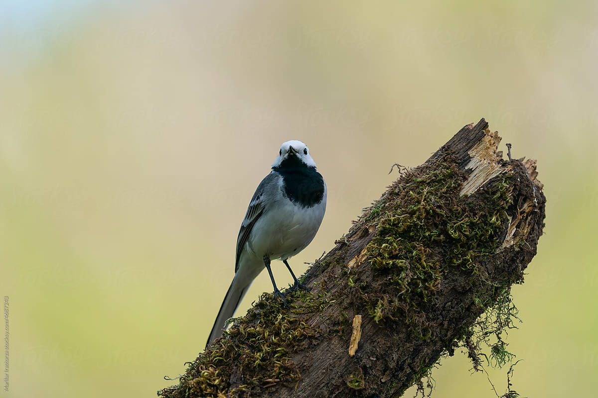 White Wagtail Resting On A Tree Branch