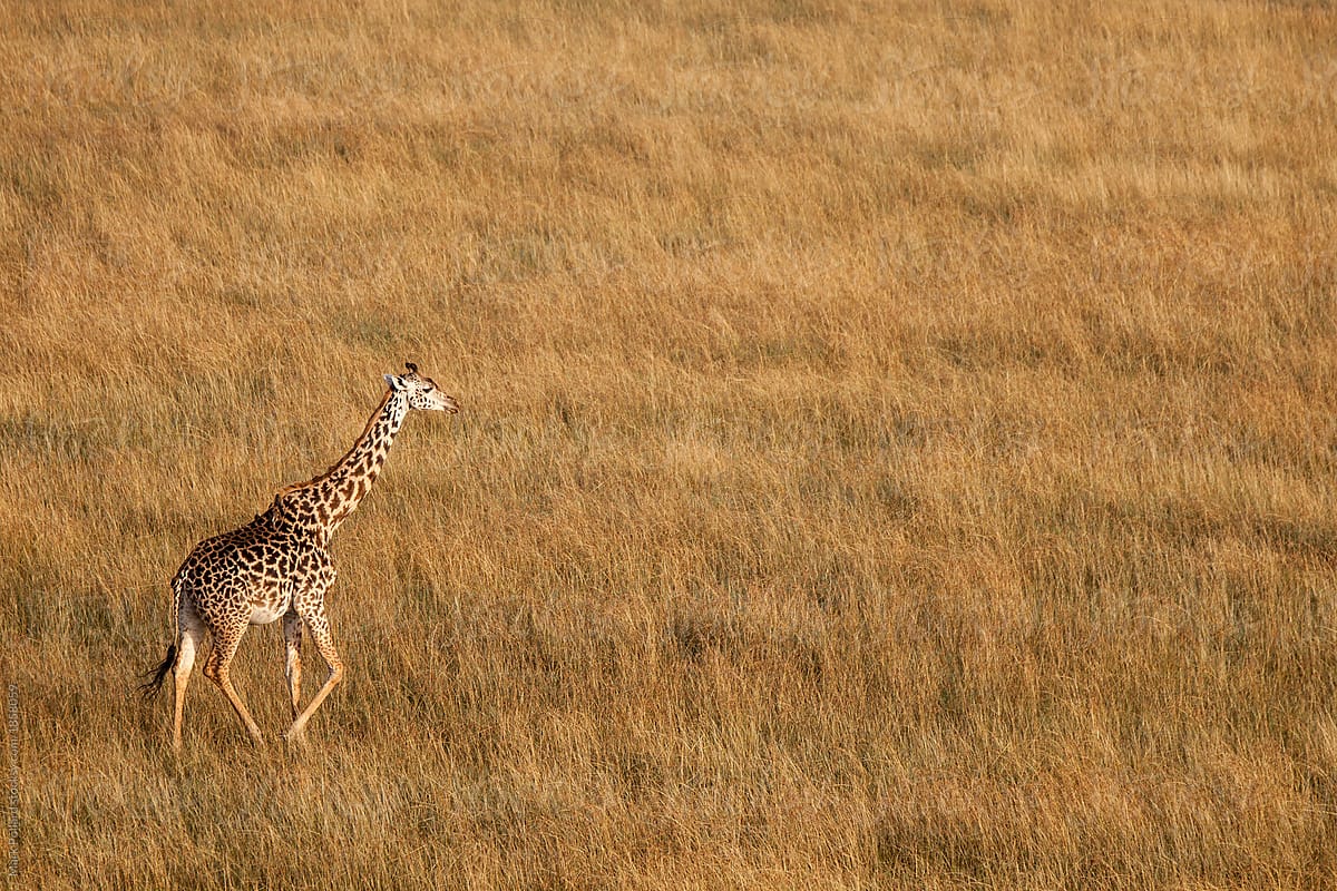Tanzania, Serengeti Savannah