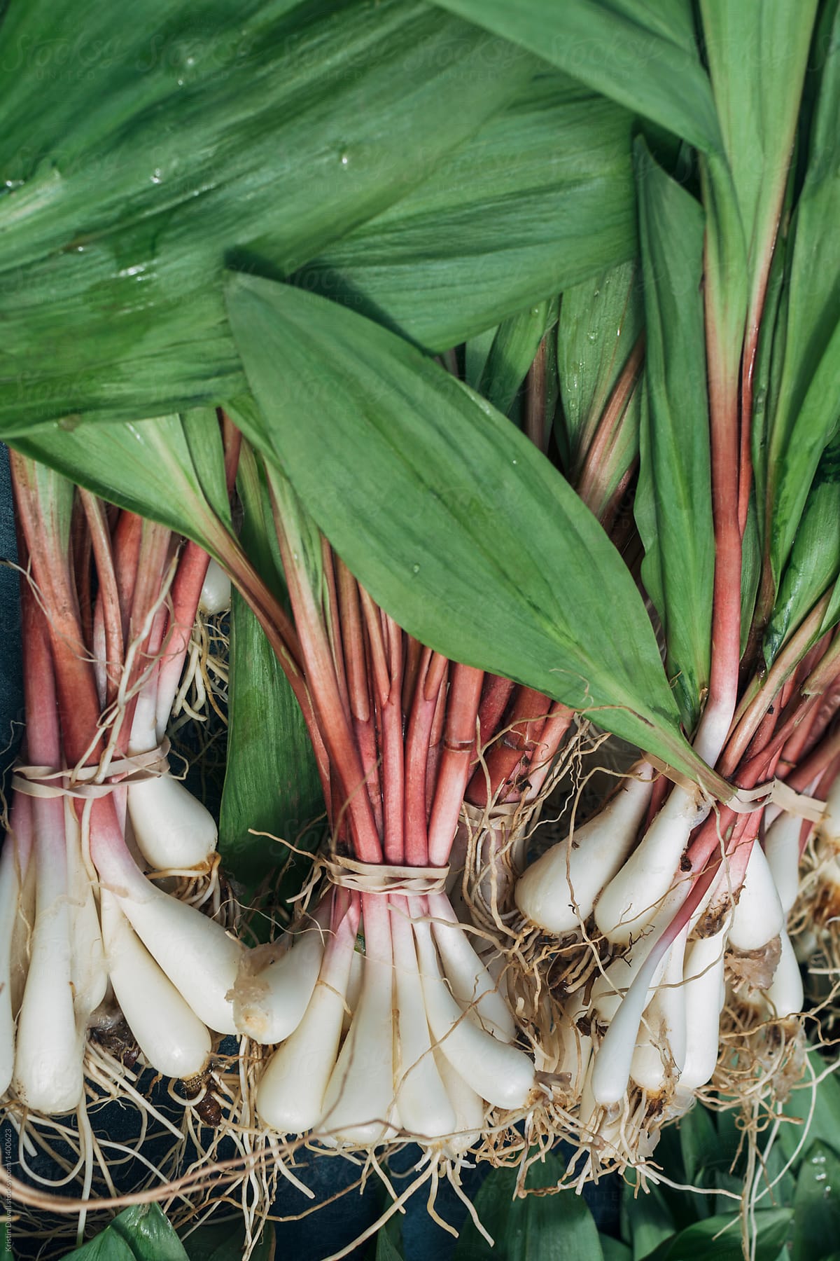 Fresh bunches of ramps