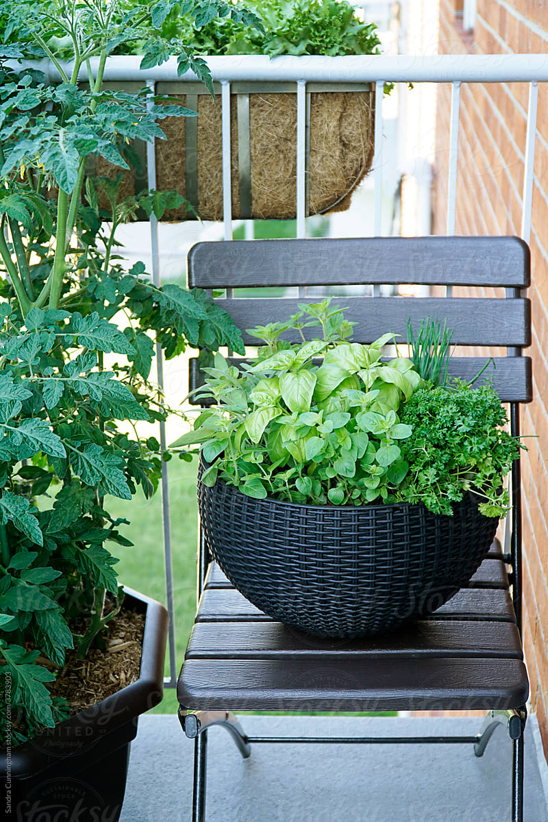 Vegetables and herbs growing on a balcony