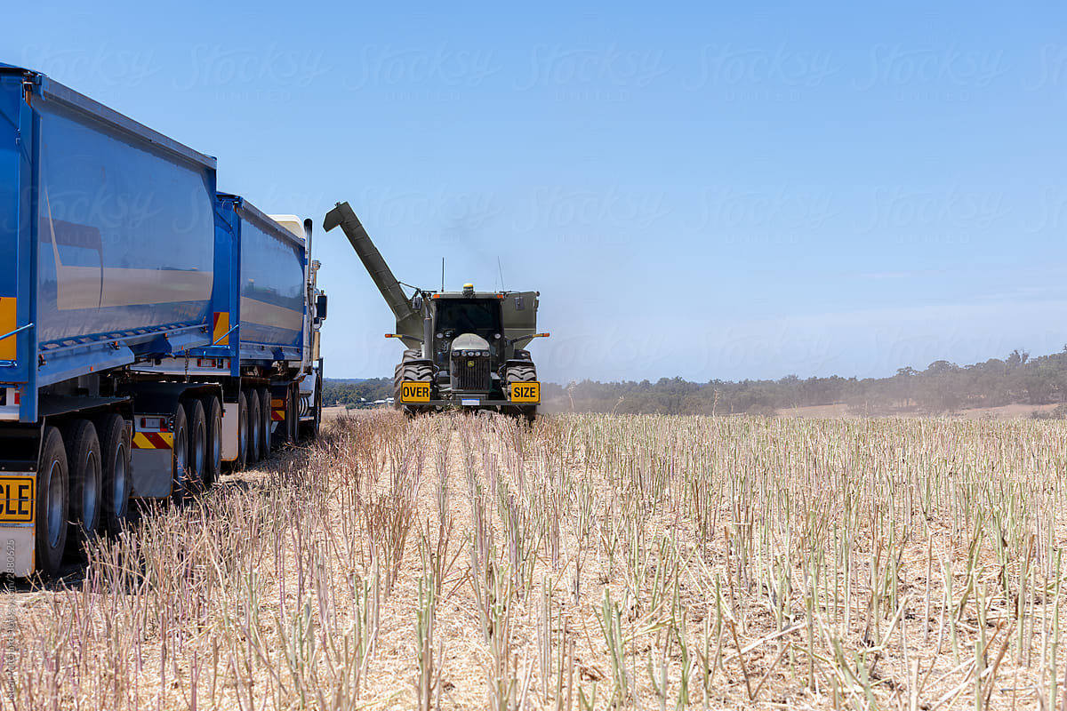 Harvesting of canola fields in the wheat belt of Western Australia