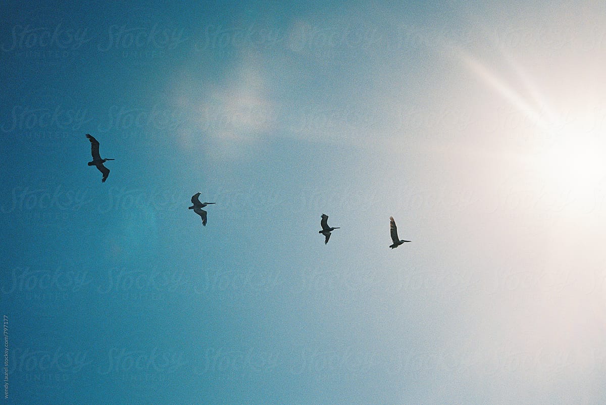 sea birds flying against blue sky with sunshine streaks on film