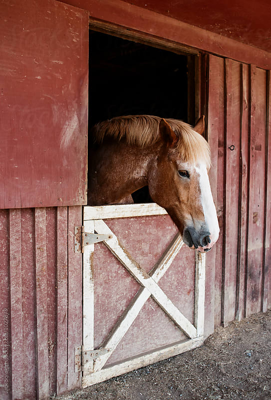 Horse In Red Barn by Jack Sorokin - Stocksy United