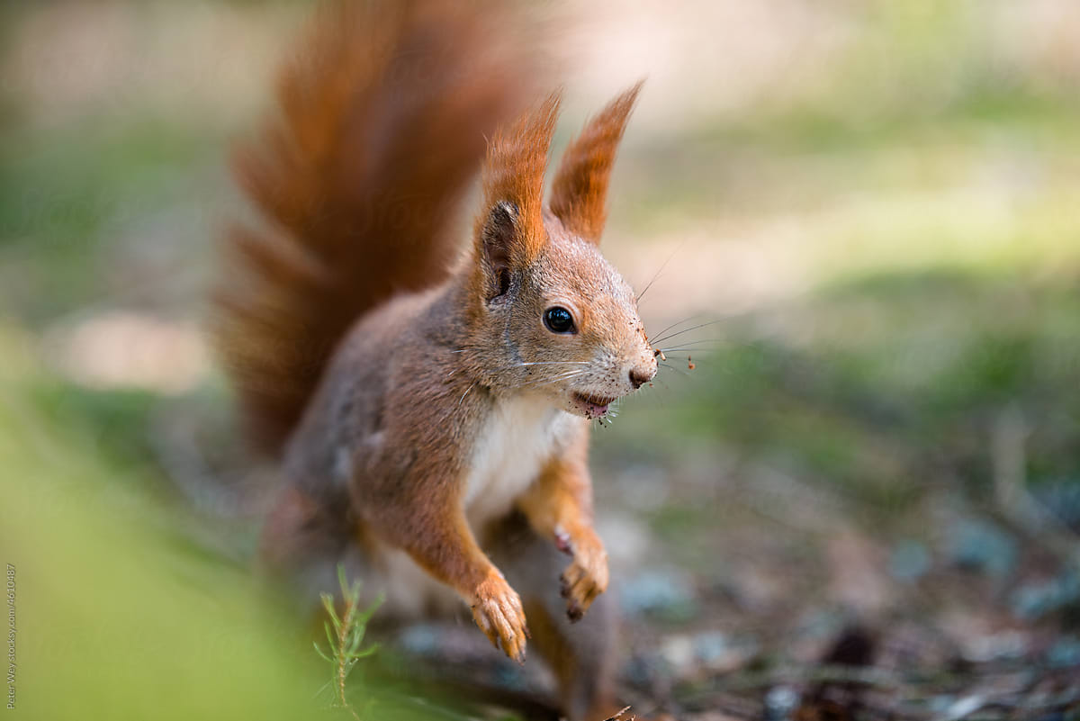 Red Squirrel close up