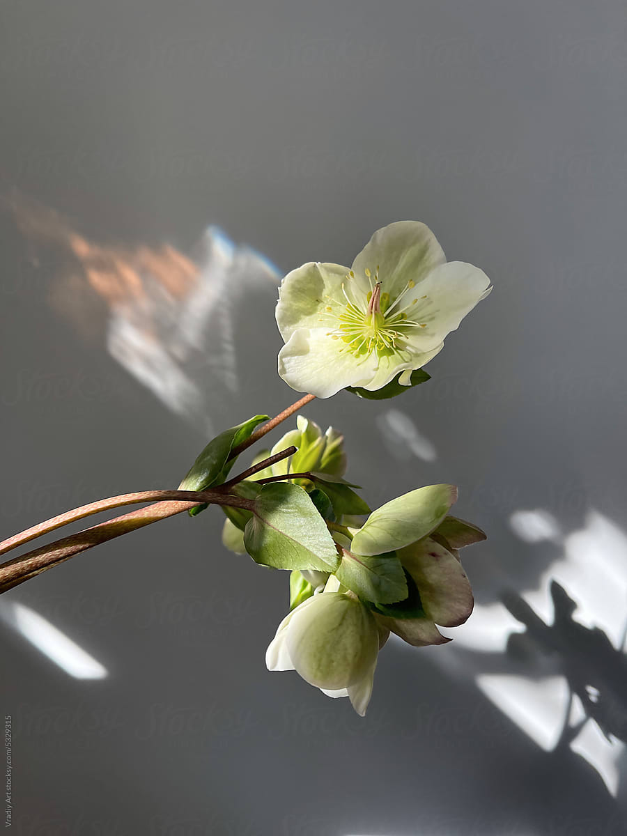 Gentle flower in sunlight against white wall
