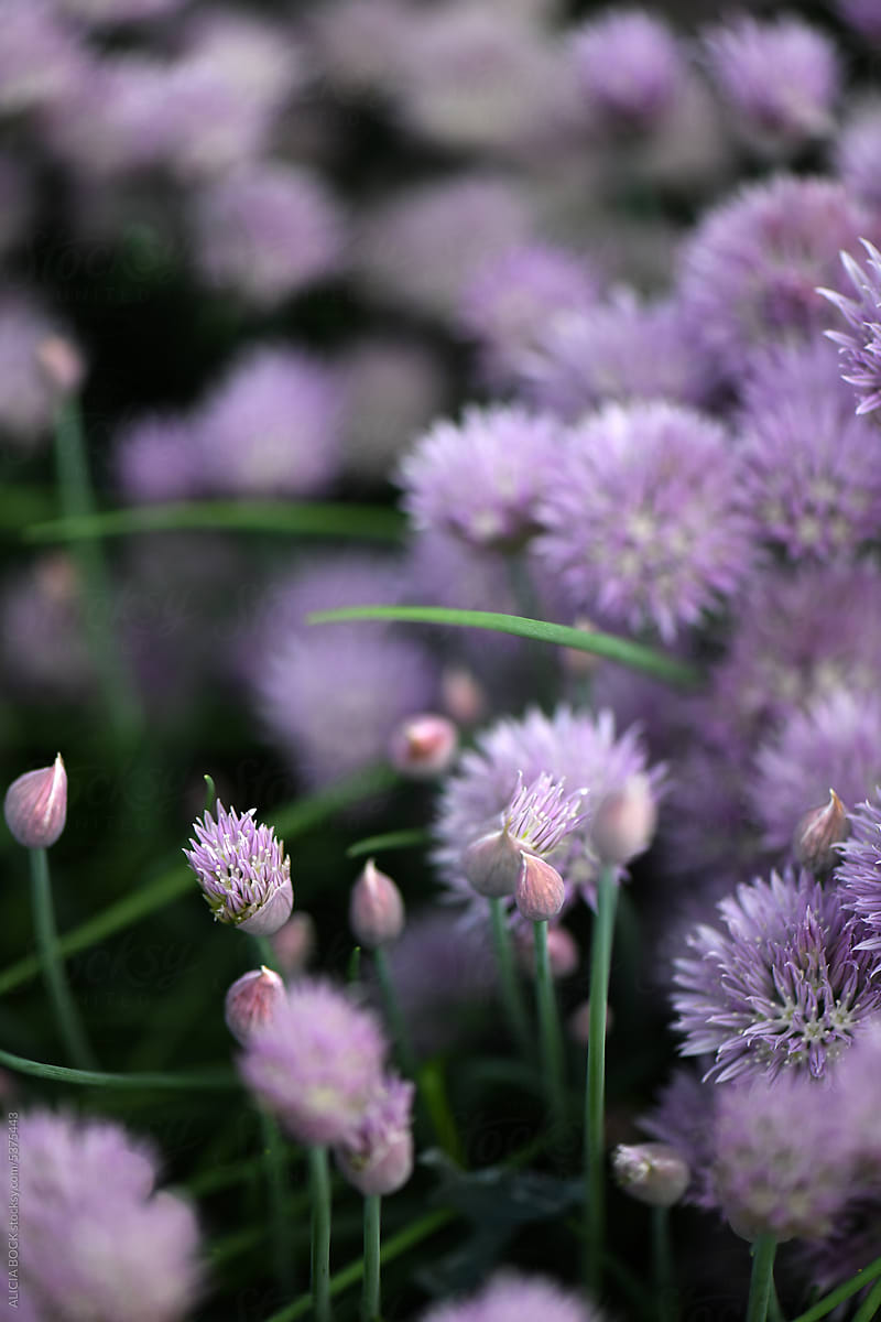 Close Up Of Purple Chive Blossoms