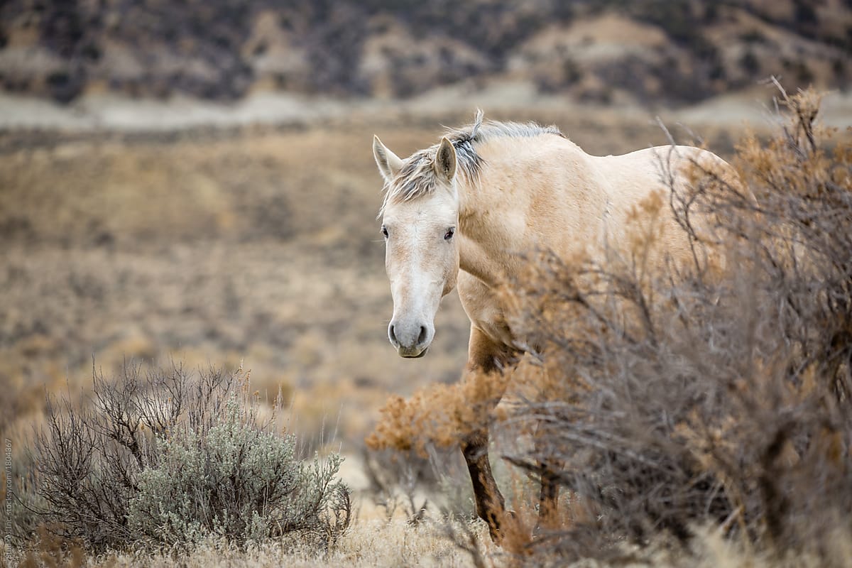 Curious Wild Horse Approaching