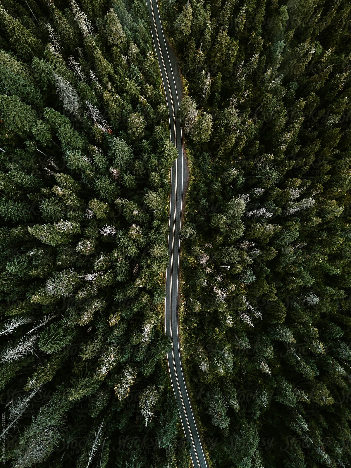 Road through evergreens