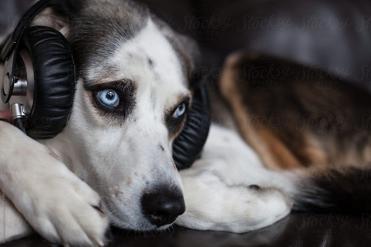 blue eyed husky beagle cross dog wearing headphones