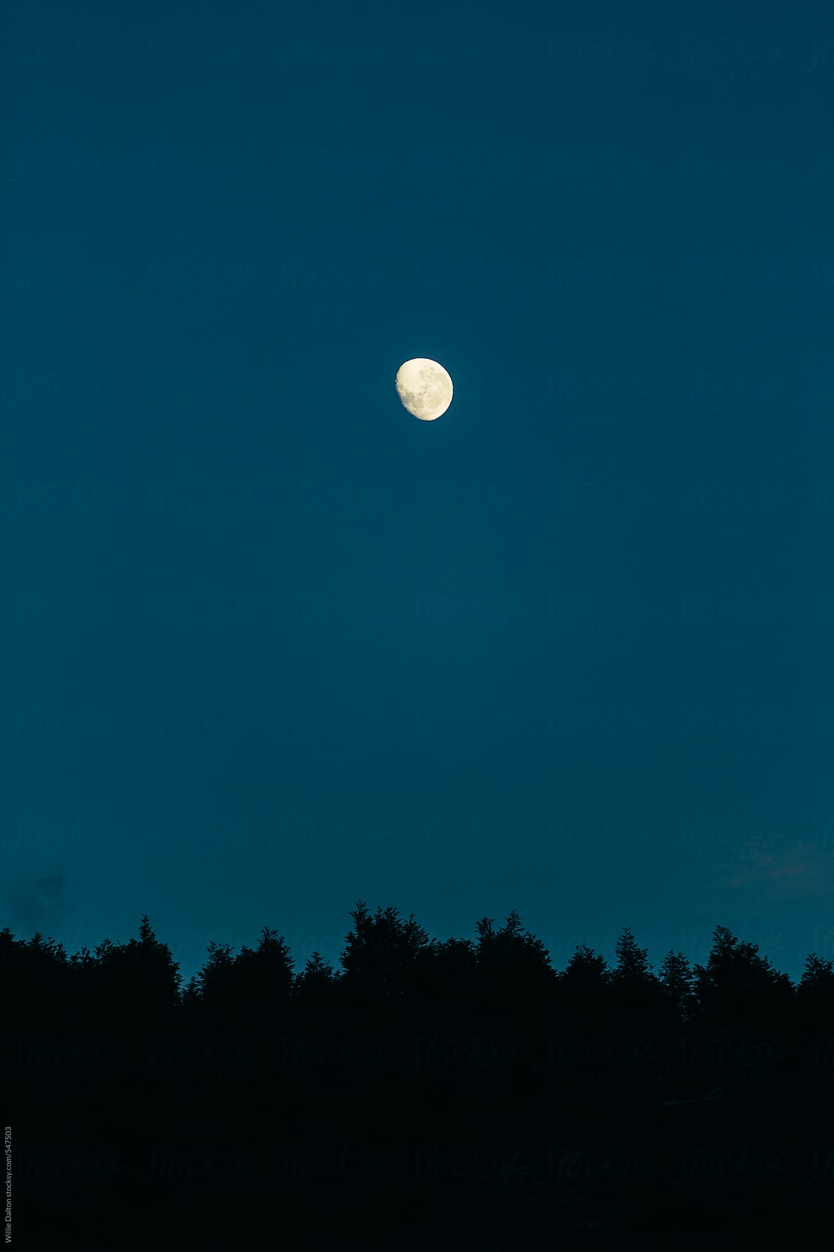 Moonrise Above a Forested Hillside