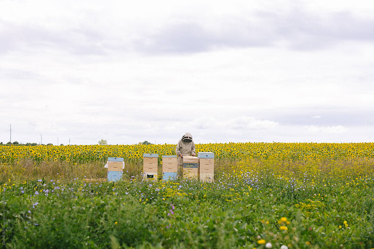 Job apiary rustic apiculture