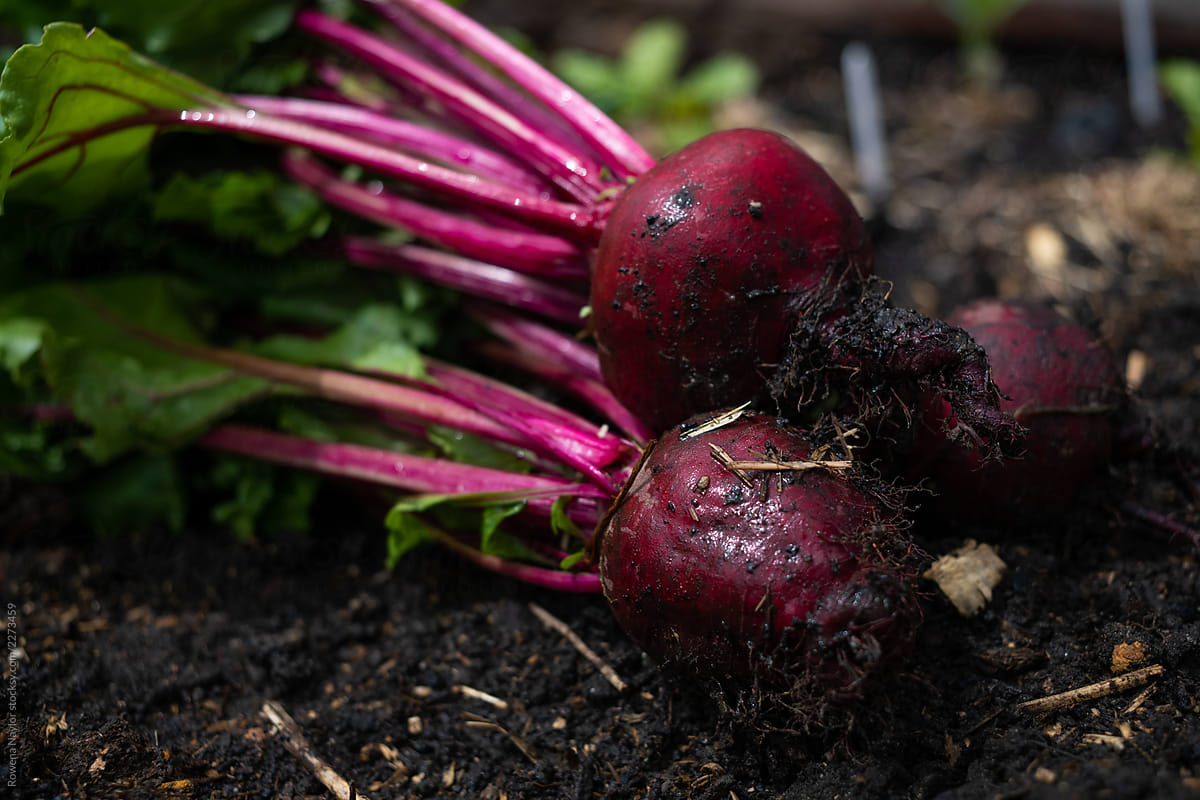 Organic beetroot just harvested from garden bed