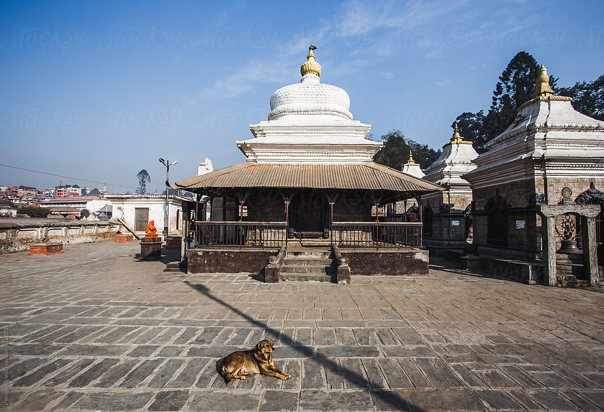 dog laying in Pashupatinath temple ,in Kathmandu,Nepal