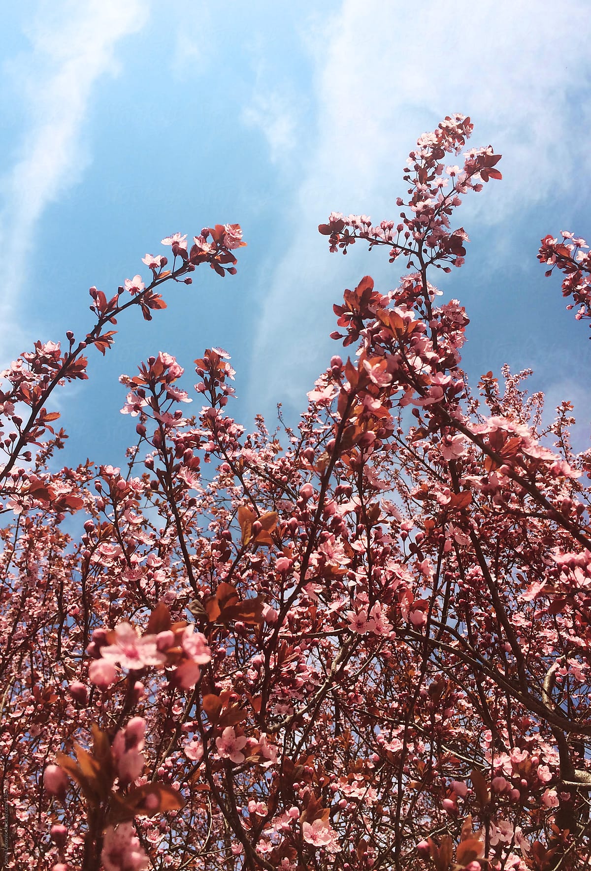 pink spring flowers and blue sky with copyspace