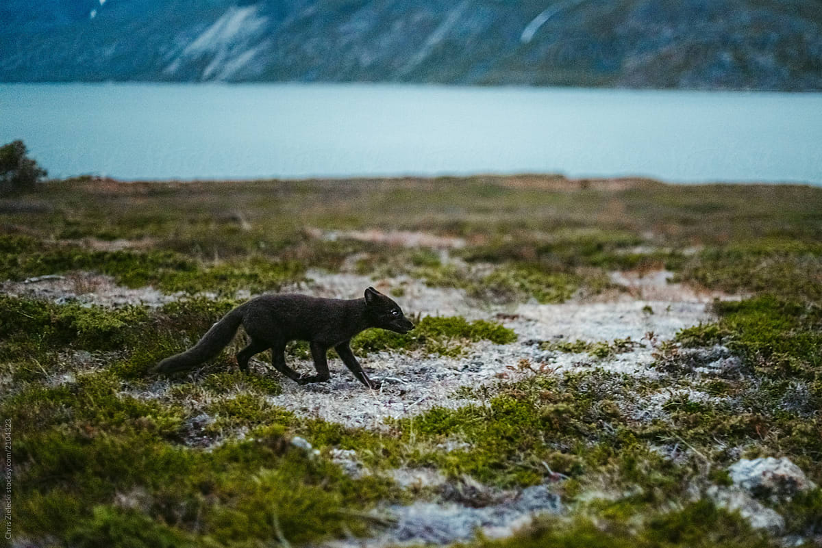 Furry wild fox on dry cold terrain