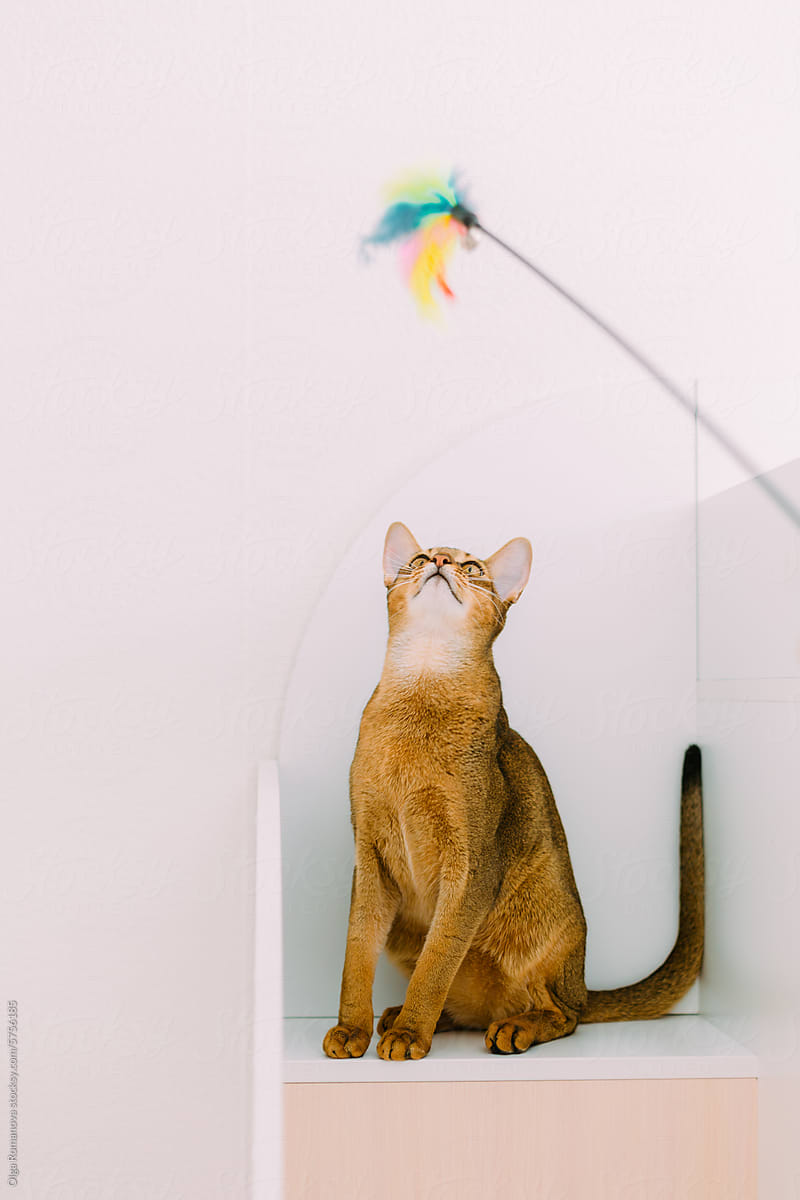 Abyssinian cat playing with a feathers toy stick