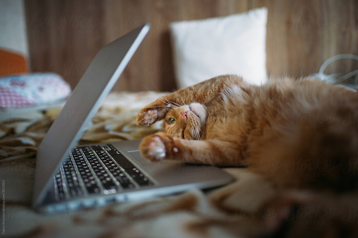 ginger cat working on the bed with laptop