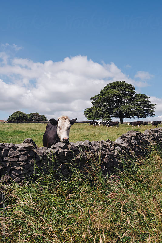 Grazing cattle, tree and barn. Tideswell, Derbyshire, UK.