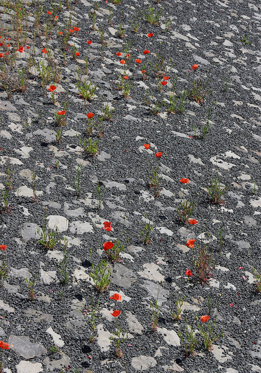 poppies growing on stony ground