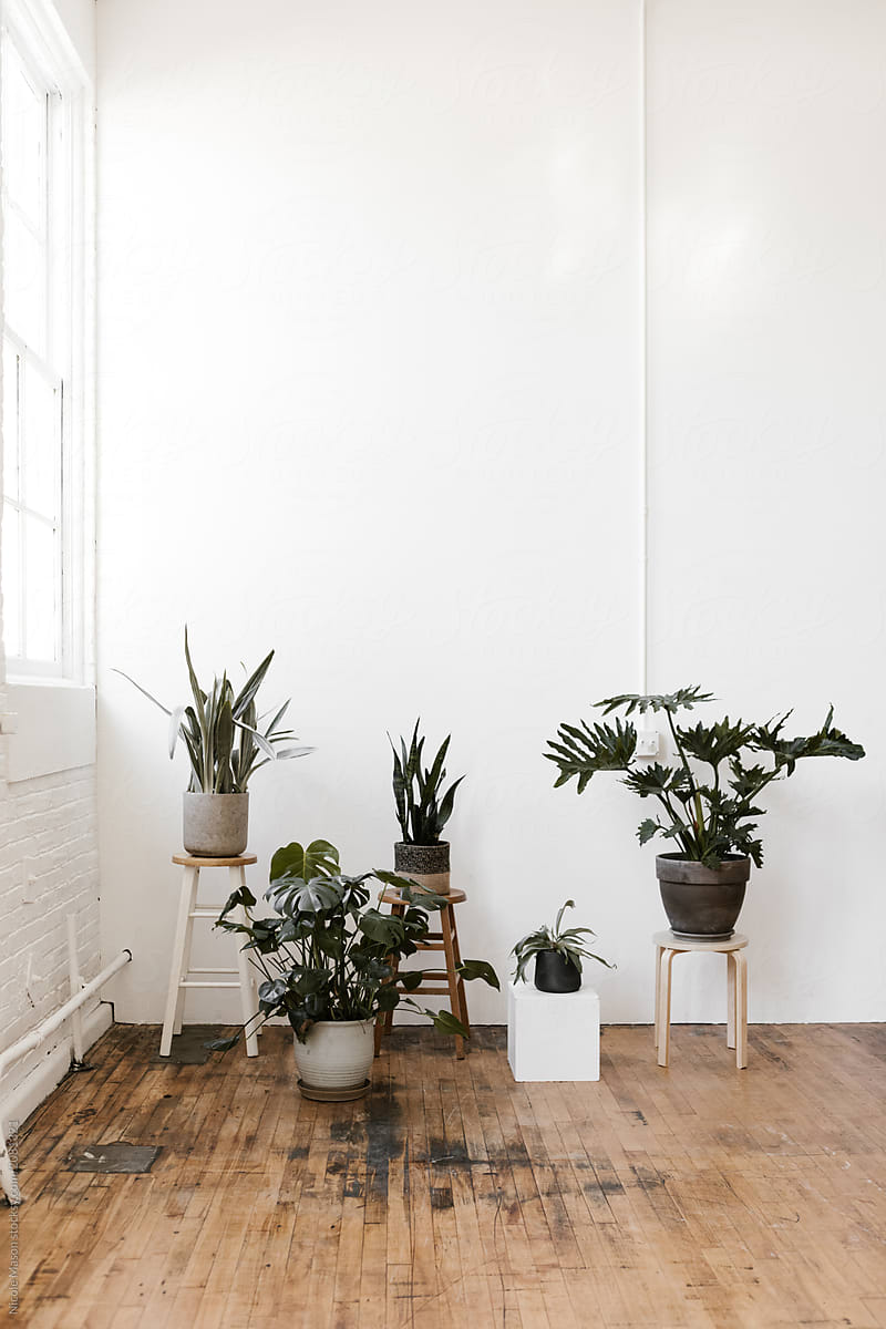 potted plants in corner of modern bright white photo studio space