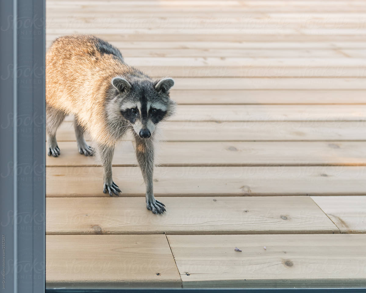 Raccoon standing on a deck and looking into the glass door