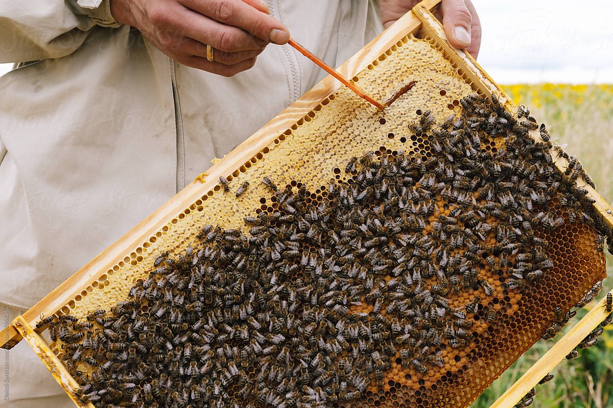 Anonymous beekeeper frame work
