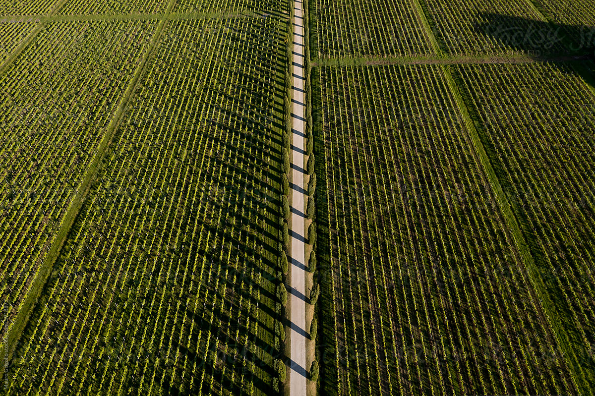 Aerial view of road among the vineyards