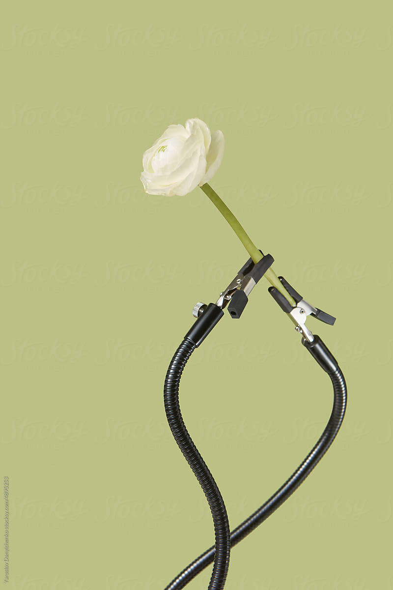 White Ranunculus flower clamped by black cables.