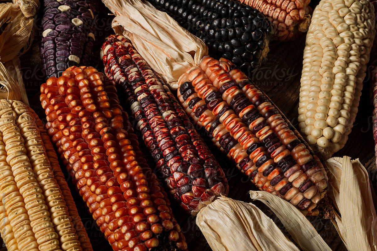 Corncobs of different colors with their maize
