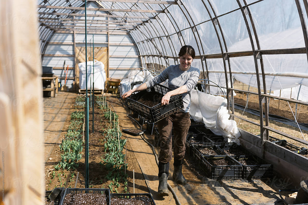 Female Farm worker carrying crates in her hoop house in spring