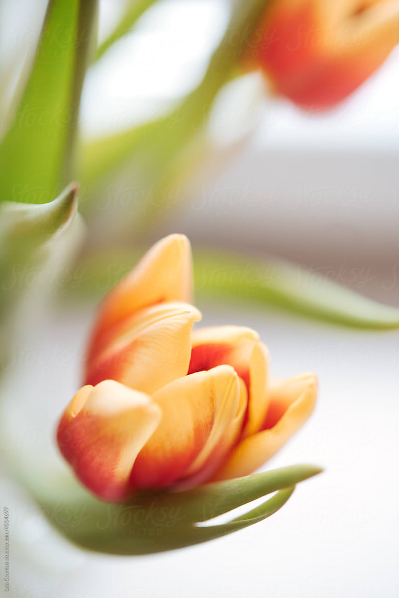 Coral colored ombre tulips against white background