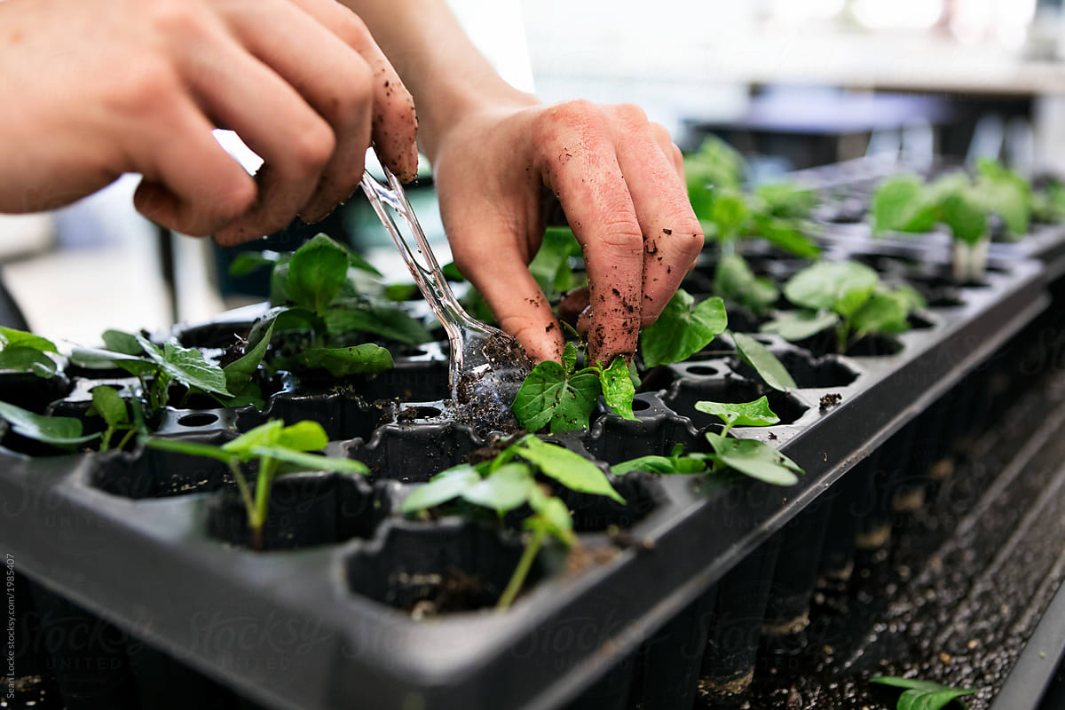 Gardening: Students Transplanting Seedlings