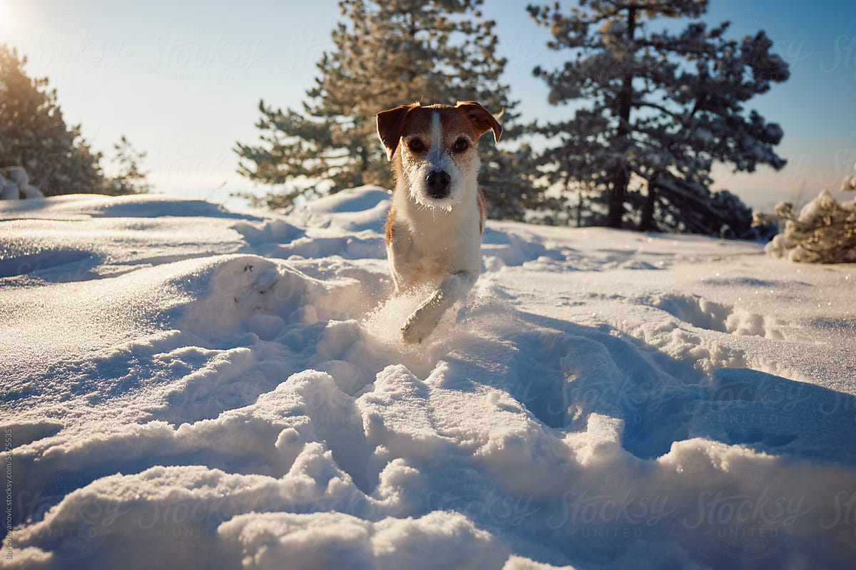 Portrait of a dog in the snow on a mountain