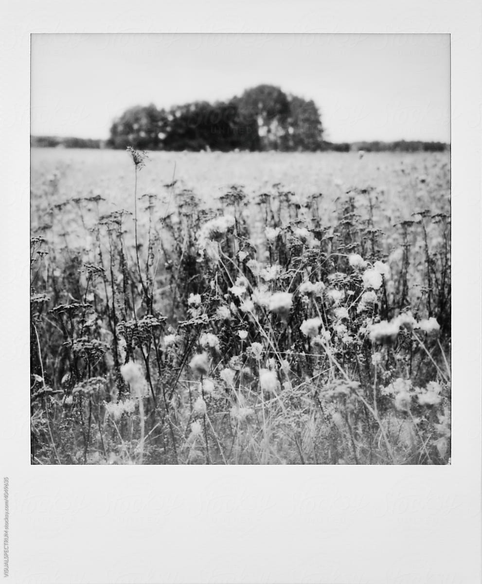 Flower Field Polaroid