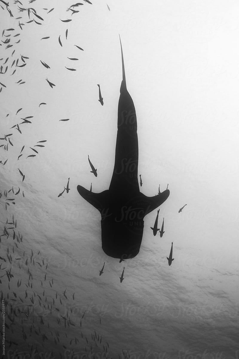 Whale shark and remora fish silhouette