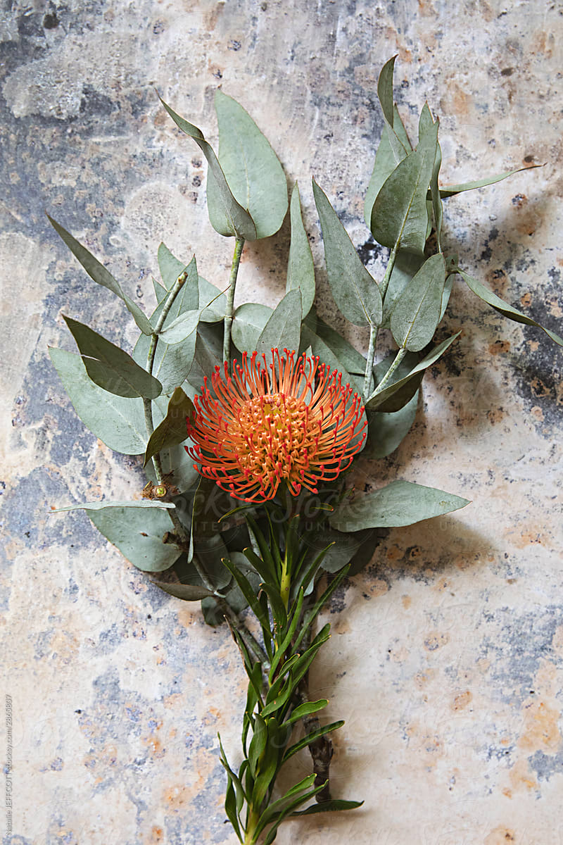 Native Australian flowers against a weathered surface texture