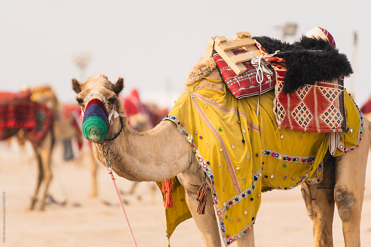 Camel in the desert of Doha.