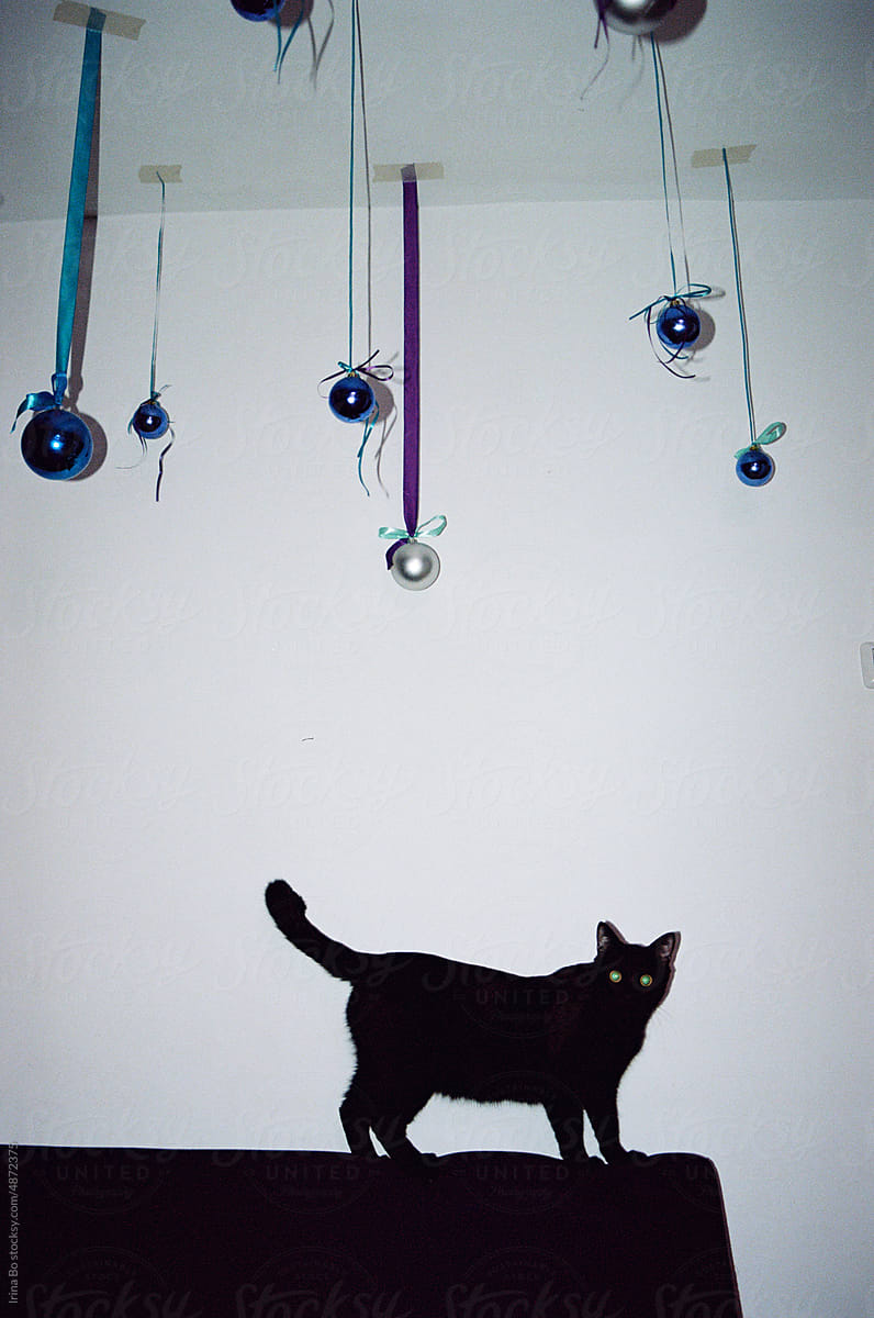 Black cat in a room decorated for the new year